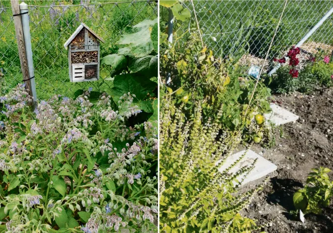 La parcelle du jardin de la paroisse de l’Espace Saint-Luc à Genève. © Nathalie Schopfer