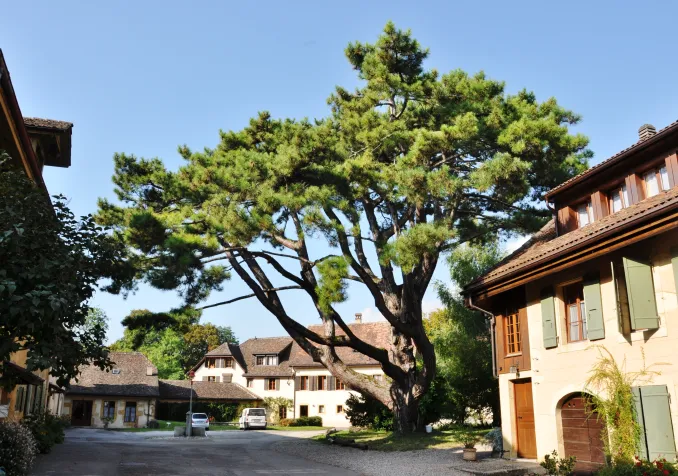 ©Alexandra Urfer Jungen