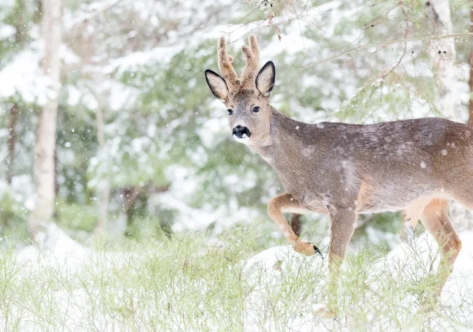 Albin Hillert Tirée de l'exposition «And this is good».